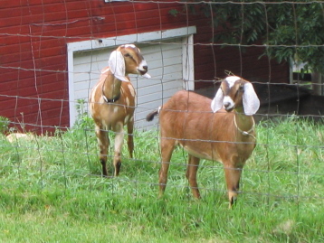 Kids are raised without fence contact with does