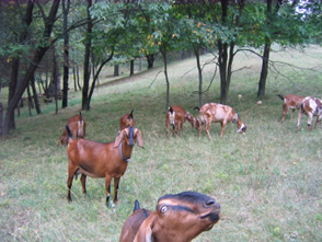 We rotational graze with 5 different woods and mixed grass improved pastures